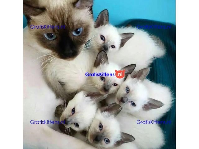 Gratis ragdoll kitten nu ter adoptie