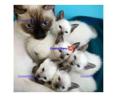 Gratis ragdoll kitten nu ter adoptie