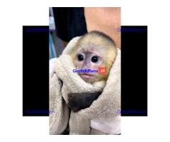 Gratis baby kapucijnaapje ter adoptie nu gratis