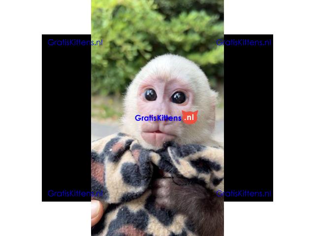Gratis baby kapucijnaapje ter adoptie nu gratis