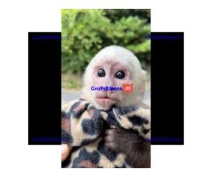 Gratis baby kapucijnaapje ter adoptie nu gratis
