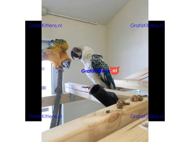 Gratis Opaal Ara's ter adoptie