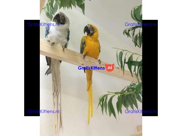 Gratis Opaal Ara's ter adoptie
