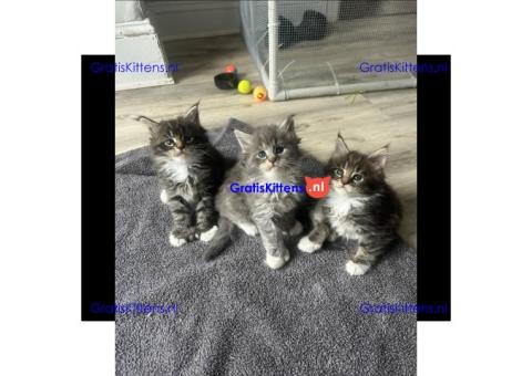 Maine Coon-kittens ter adoptie