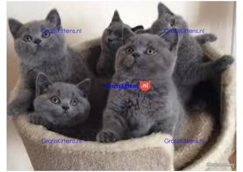 Blauwe britse korthaar kittens
