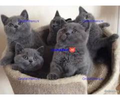Blauwe britse korthaar kittens