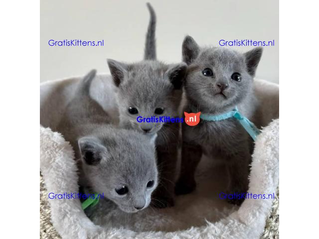 Blue Russian kittens ter adoptie