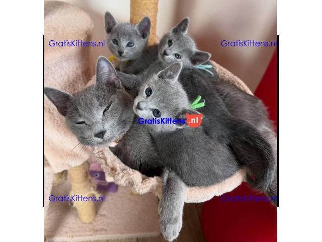 Blue Russian kittens ter adoptie