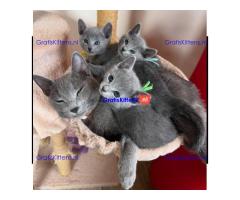 Blue Russian kittens ter adoptie