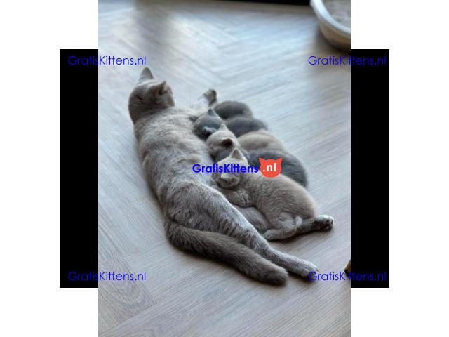 Britse Korthaar/Scottish Fold Blauw en Lilac kitten €  Whatsapp-nummer: +31 6 877 322 95