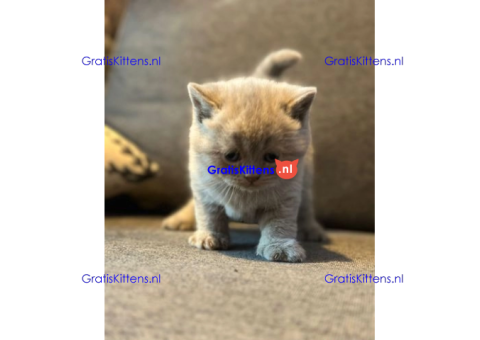 Schattige kittens beschikbaar: WhatsApp-nummer +491785020252