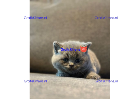 Schattige kittens beschikbaar: WhatsApp-nummer +491785020252
