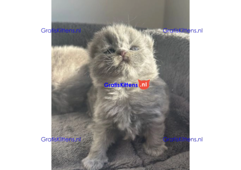 Schattige kittens beschikbaar: WhatsApp-nummer +491785020252