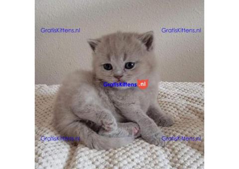 Schattige kittens beschikbaar: WhatsApp-nummer +491785020252