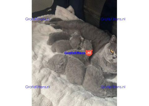 Schattige kittens beschikbaar: WhatsApp-nummer +491785020252