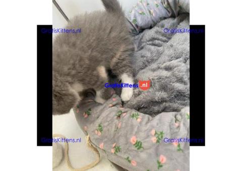 Schattige kittens beschikbaar: WhatsApp-nummer +491785020252