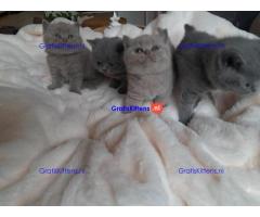 Schattige kittens beschikbaar: WhatsApp-nummer +491785020252