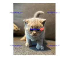 Schattige kittens beschikbaar: WhatsApp-nummer +491785020252