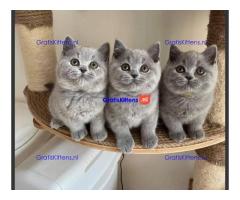 Schattige kittens beschikbaar: WhatsApp-nummer +491785020252
