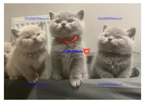 Schattige kittens beschikbaar: WhatsApp-nummer +491785020252