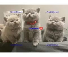 Schattige kittens beschikbaar: WhatsApp-nummer +491785020252