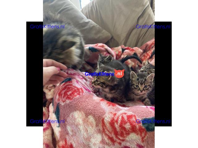 Maine Coon x kittens klaar om te gaan