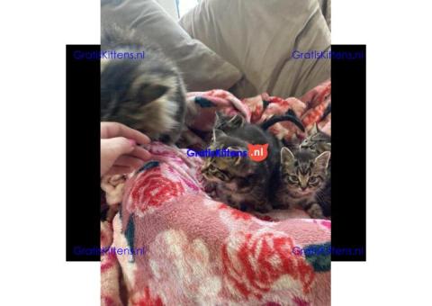 Maine Coon x kittens klaar om te gaan