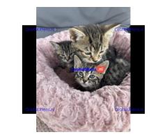 Maine Coon x kittens klaar om te gaan