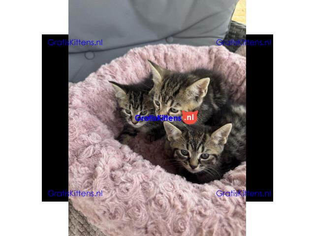 Maine Coon x kittens klaar om te gaan