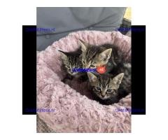 Maine Coon x kittens klaar om te gaan