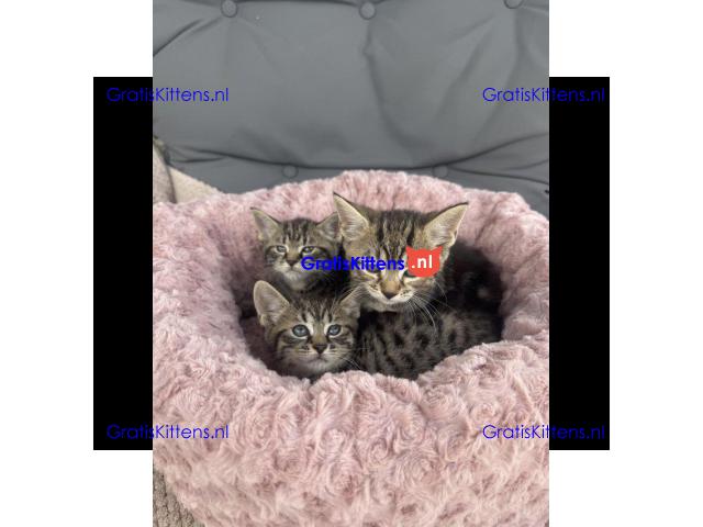 Maine Coon x kittens klaar om te gaan