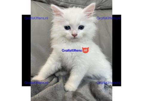Volbloed Siberische kittens klaar, gevaccineerd en gechipt.
