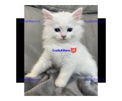 Volbloed Siberische kittens klaar, gevaccineerd en gechipt.