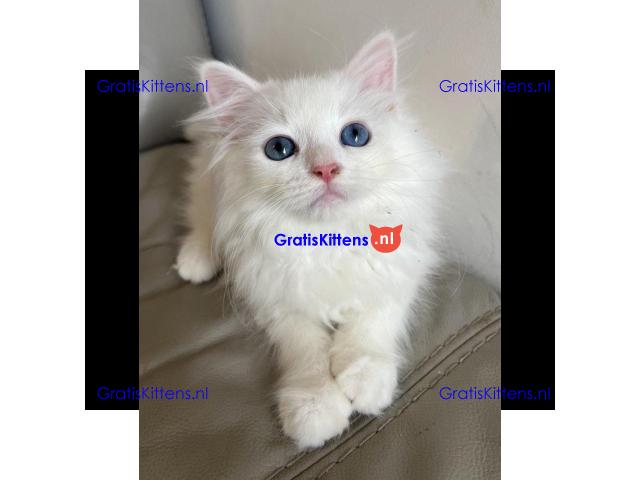 Volbloed Siberische kittens klaar, gevaccineerd en gechipt.