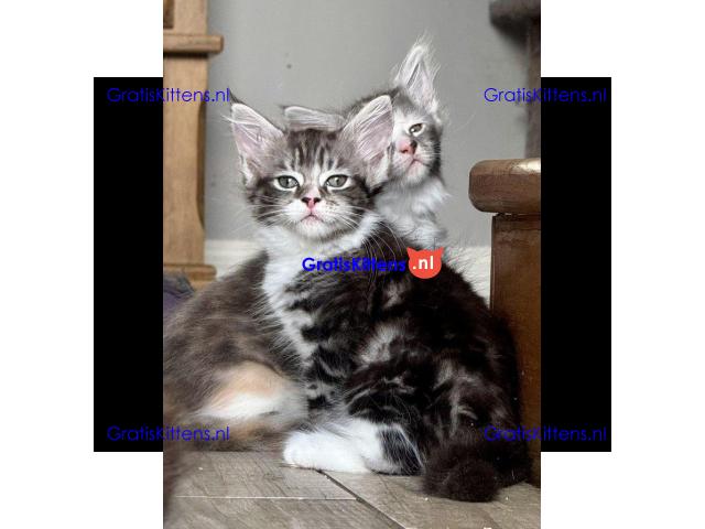 Prachtige Maine Coon kittens, nog 2 meisjes over