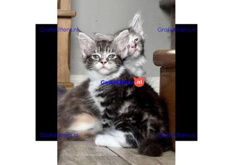 Prachtige Maine Coon kittens, nog 2 meisjes over