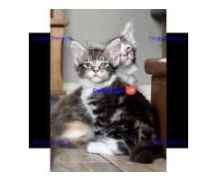 Prachtige Maine Coon kittens, nog 2 meisjes over