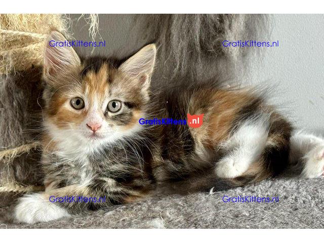 Prachtige Maine Coon kittens, nog 2 meisjes over
