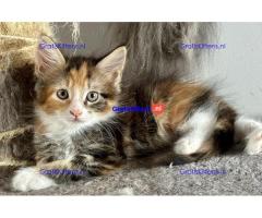 Prachtige Maine Coon kittens, nog 2 meisjes over
