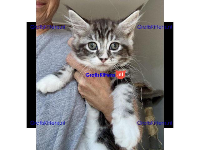 Prachtige Maine Coon kittens, nog 2 meisjes over