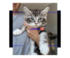 Prachtige Maine Coon kittens, nog 2 meisjes over