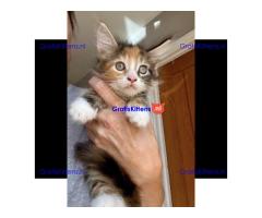 Prachtige Maine Coon kittens, nog 2 meisjes over