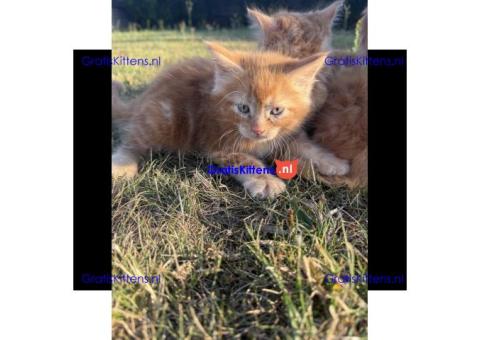 Lieve gemberkittens te koop