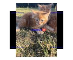 Lieve gemberkittens te koop