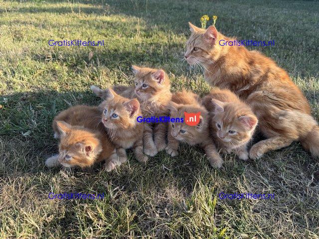 Lieve gemberkittens te koop