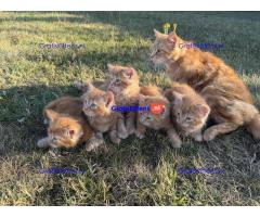 Lieve gemberkittens te koop