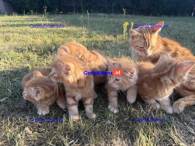 Lieve gemberkittens te koop
