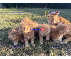Lieve gemberkittens te koop