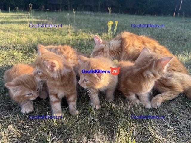 Lieve gemberkittens te koop