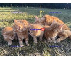 Lieve gemberkittens te koop